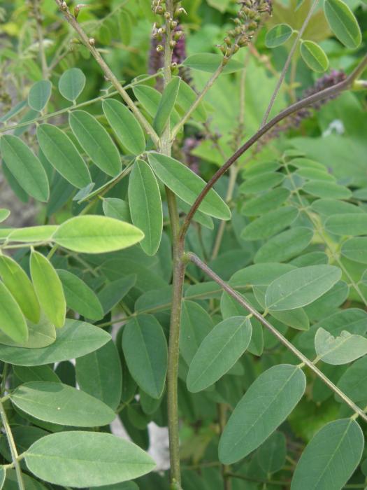Amorpha fruticosa